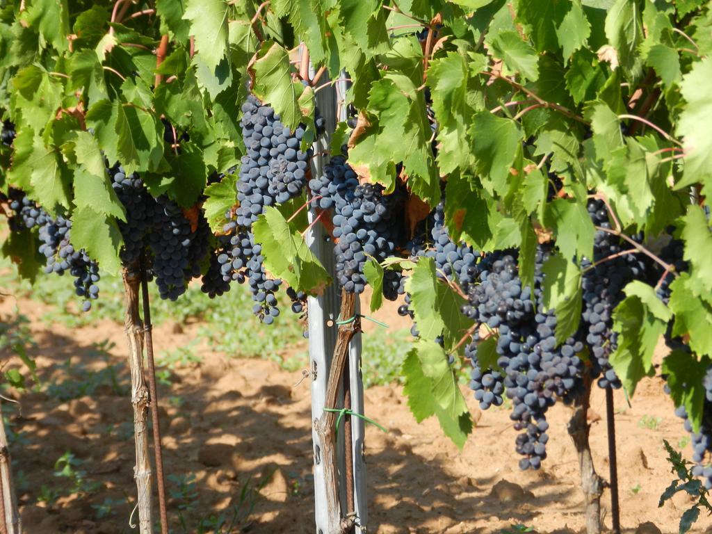 Agriturismo Fusini Magliano in Toscana Bagian luar foto